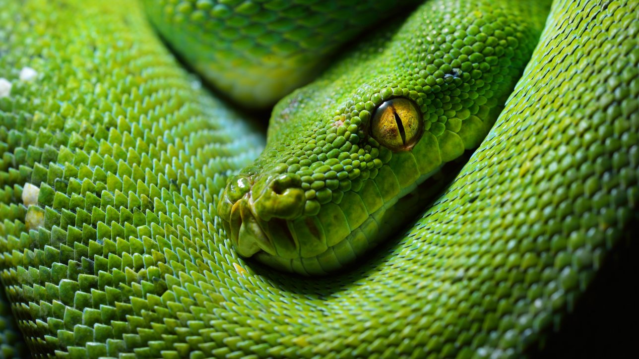 green tree python Morelia viridis
