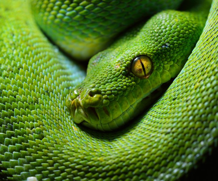 green tree python Morelia viridis